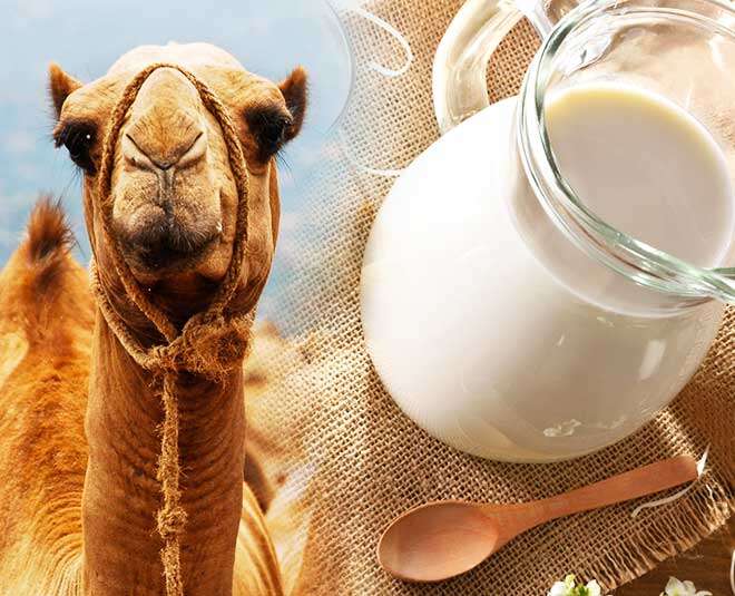 شير شتر