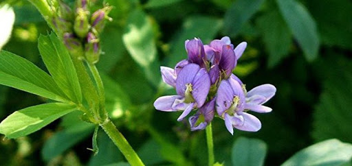 آشنایی با خواص یونجه ...