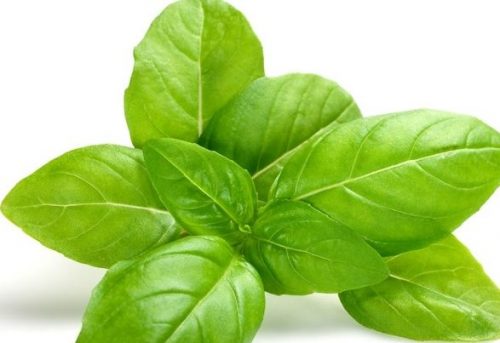 آشنایی با خواص ریحان ...