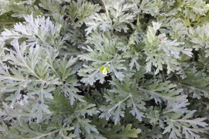 آشنایی با خواص و مضرات افسنطین